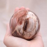Petrified Wood Sphere - AAA Premium Quality - Image 30
