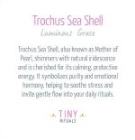 Trochus Sea Shell Energy Bracelet - 6mm - Image 4