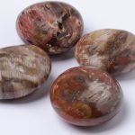 Petrified Wood Palm Stones - AAA Premium Quality - Image 11