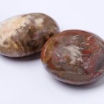 Petrified Wood Palm Stones - AAA Premium Quality - Image 12