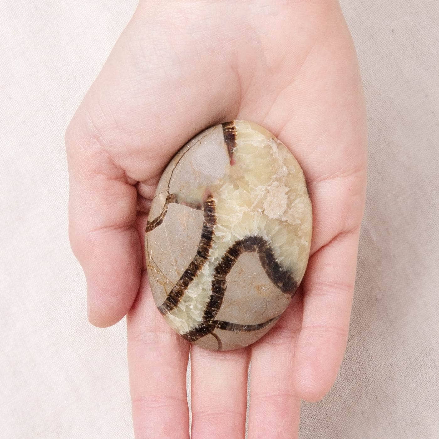 Tr-ps-pw-m1-m-16_2_2 Black Septarian Palm Stones - AAA Premium Quality - Image 6