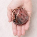 Petrified Wood Palm Stones - AAA Premium Quality - Image 10
