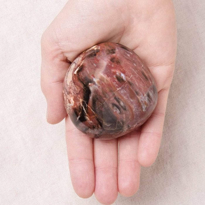 Petrified Wood Palm Stones - AAA Premium Quality - Image 10