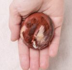 Petrified Wood Palm Stones - AAA Premium Quality - Image 5