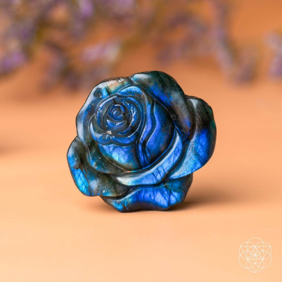 beautifully-unique-blossoming-rose-of-singularity-3959007 Beautifully Unique - Blossoming Rose of Singularity - Image 5